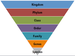Course Image BIOL 122 Introduction to Taxonomy